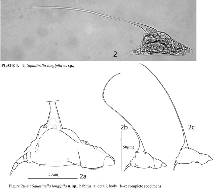 Squatinella longipila - Original description image