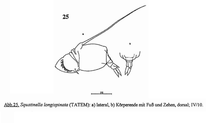 Squatinella longispinata Squatinella longispinata