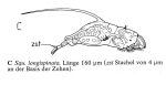 Squatinella longispinata