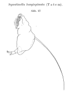 Squatinella longispinata