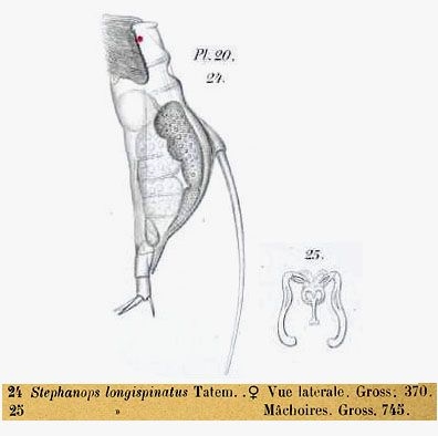 Squatinella longispinata Squatinella longispinata