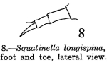 Squatinella longispinata