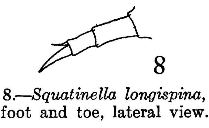 Squatinella longispinata Squatinella longispinata