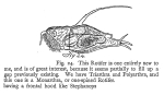 Squatinella longispinata