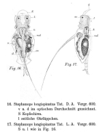 Squatinella longispinata