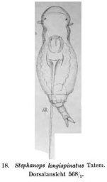 Squatinella longispinata