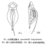 Squatinella longispinata