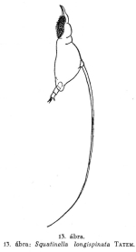 Squatinella longispinata