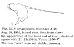 Squatinella longispinata