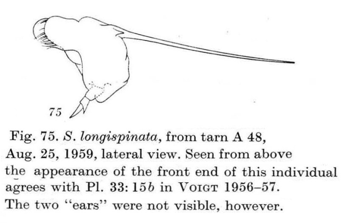 Squatinella longispinata Squatinella longispinata