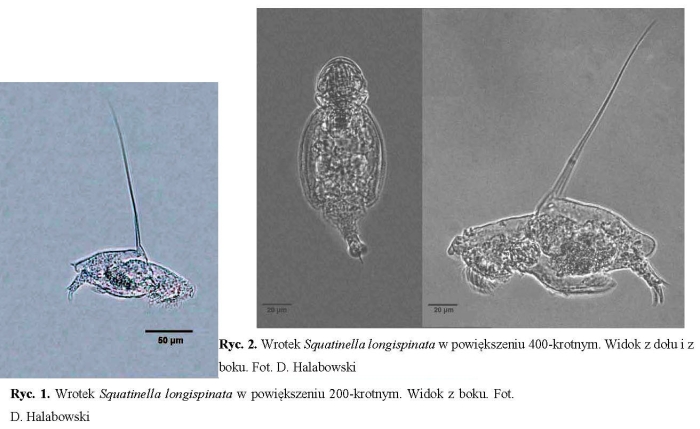Squatinella longispinata Squatinella longispinata