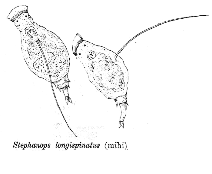 Squatinella longispinata - Original description image