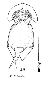 Squatinella lunata