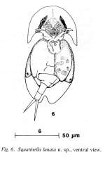 Squatinella lunata - Original description image