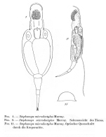 Squatinella microdactyla