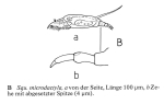 Squatinella microdactyla