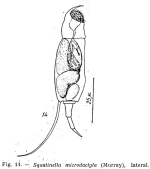 Squatinella microdactyla