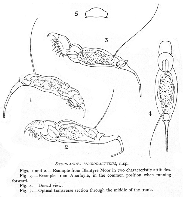 Squatinella microdactyla - Original description image