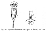 Squatinella minor