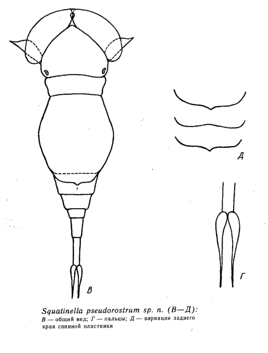 Squatinella pseudorostrum - Original description image