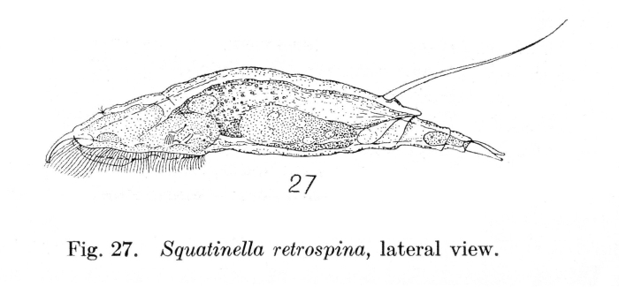Squatinella retrospina Squatinella retrospina