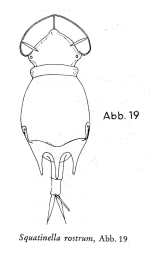 Squatinella rostrum
