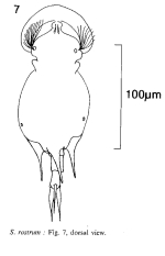 Squatinella rostrum
