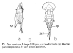 Squatinella rostrum