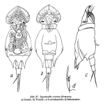 Squatinella rostrum