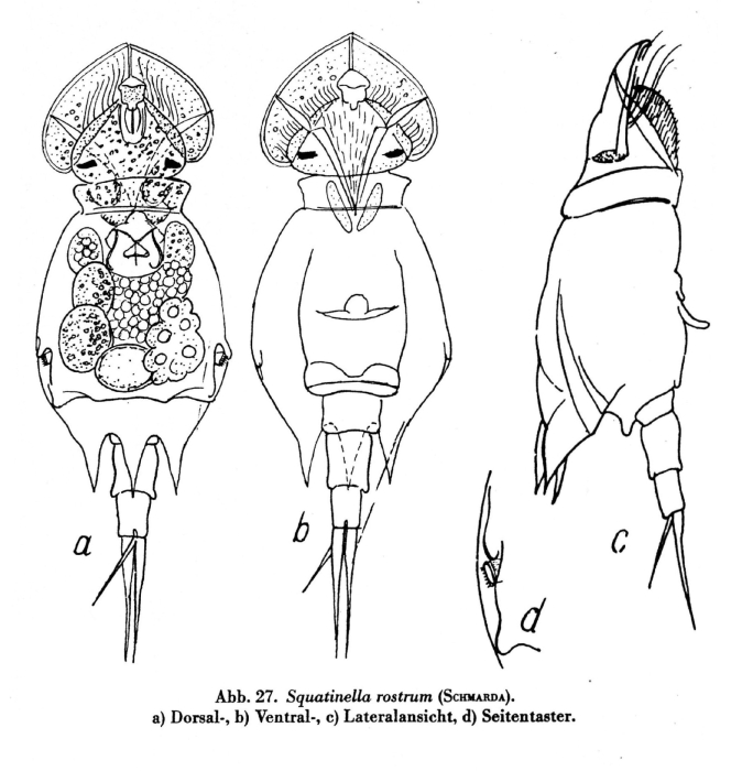 Squatinella rostrum Squatinella rostrum