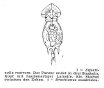 Squatinella rostrum