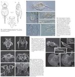 Squatinella rostrum