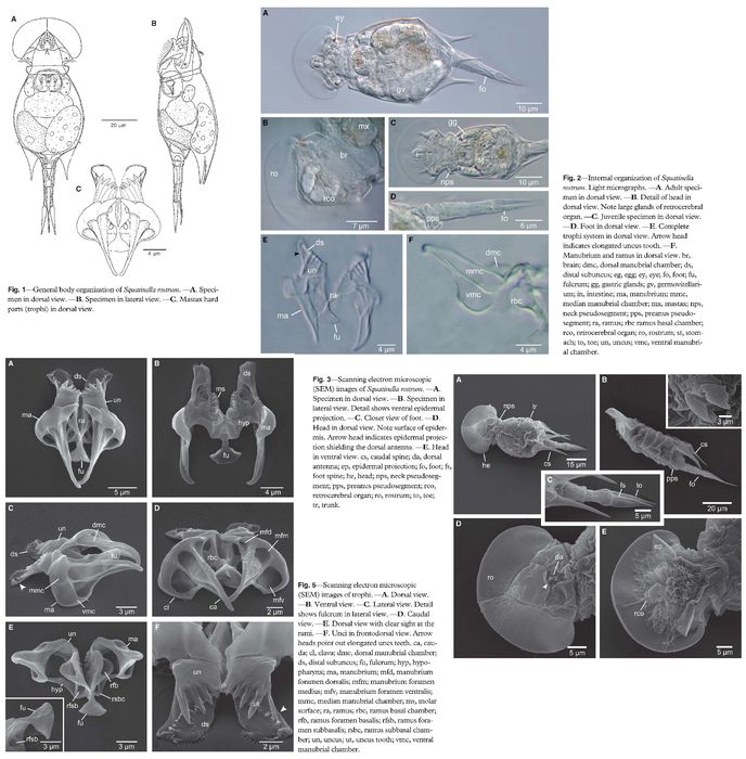 Squatinella rostrum Squatinella rostrum