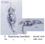 Squatinella rostrum