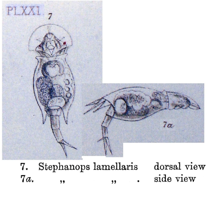 Squatinella rostrum Squatinella rostrum