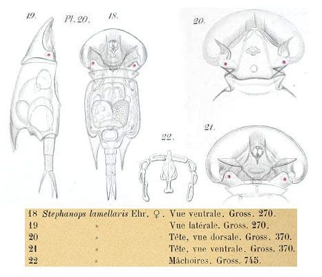 Squatinella rostrum Squatinella rostrum