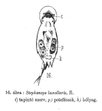 Squatinella rostrum