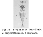 Squatinella rostrum