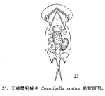 Squatinella rostrum