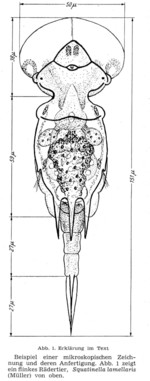 Squatinella rostrum