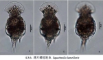 Squatinella rostrum