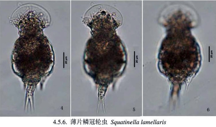 Squatinella rostrum Squatinella rostrum