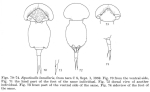 Squatinella rostrum