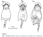 Squatinella rostrum