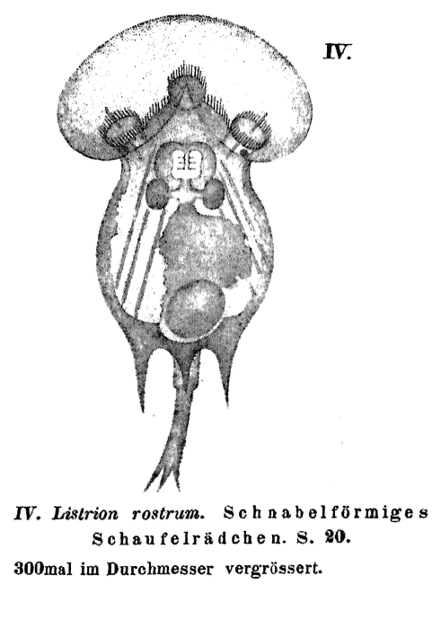 Squatinella rostrum - Original description image