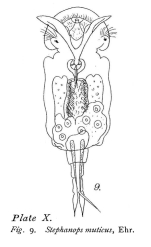 Squatinella rostrum var. myersi