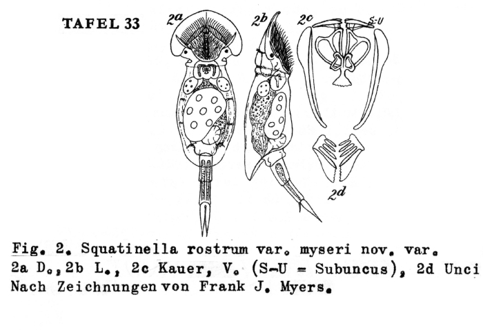 Squatinella rostrum var. myersi - Original description image