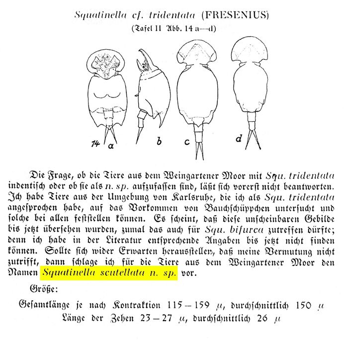 Squatinella scutellata - Original description image