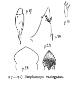 Squatinella variegata
