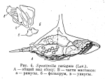 Squatinella variegata